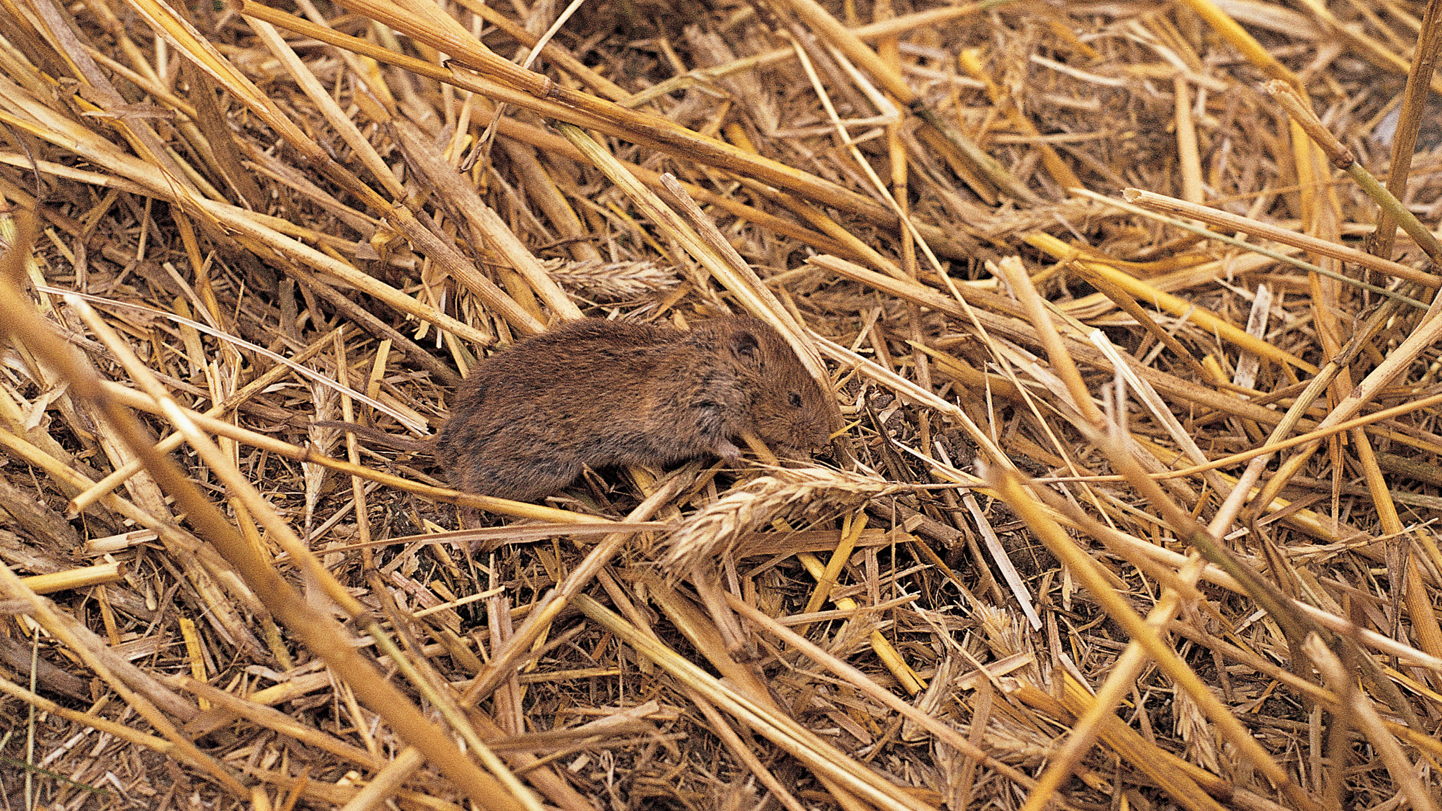 Atac sever de şoareci şi limax în sudul ţării